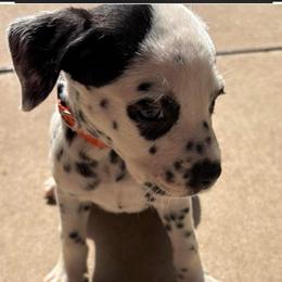 Joe Jonas - White and black male Dalmatian puppy in Fort Cavasos, Texas from Mainstreet Dalmation