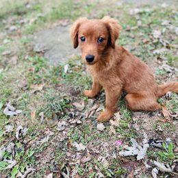 Lilly - Apricot female Goldendoodle puppy in Centralia, Missouri from Oodles Of Doodles Mo.