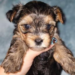 Teacup traditional female (chocolate carrier) - Black and tan female Yorkshire Terrier puppy in Thornville, Ohio from My precious yorkies
