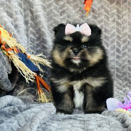 Bella - Black and tan parti female Pomeranian puppy in Green Cove Springs, Florida from Natasha's Ark of Joy