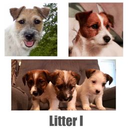 Beagle, Jack Russell Terrier, and Russell Terrier Puppies from Mountain Top