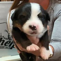 Green Collar Boy - Black rust and white male Bernese Mountain Dog puppy in Bristol, Tennessee from Holston Hollow Farm