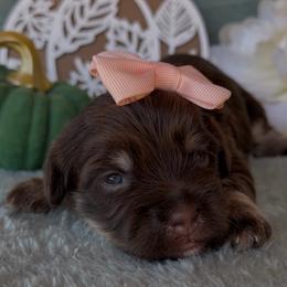 BREE - AKC - Chocolate female Havanese puppy in Verden, Oklahoma from Holcombs Puppy Ranch