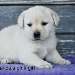 Pink female - Yellow female Labrador Retriever puppy in Mississippi from Sure Shot English Labs