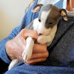 Girl 1 - Blue female Italian Greyhound puppy in Monticello, Florida from Lebeck Acres