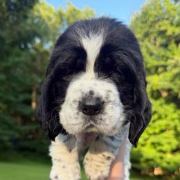 Elijah Craig - Black and white male English Springer Spaniel puppy in Hawesville, Kentucky from Bristol’s Southern English Springer Spaniels