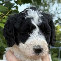 Blaze - Parti male Goldendoodle puppy in Colchester, Connecticut from Top of the Hill Doodles