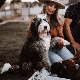Charlie - Bernedoodle