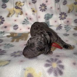 Red Collar - Merle male Goldendoodle puppy in Simpsonville, South Carolina from D & D Golden Doodles, LLC