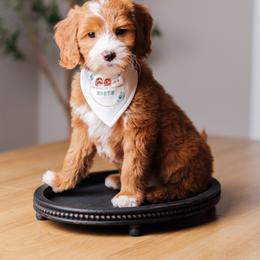 Goldendoodle Puppies from New Doods On The Block