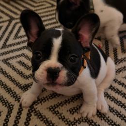 Bingo - White and brindle male French Bulldog puppy in Billings, Montana from Sugarloaf French bulldogs and Australian cattle dogs
