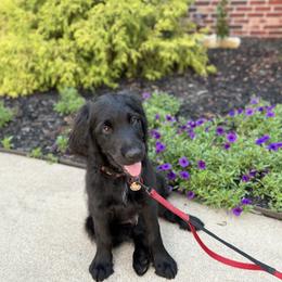 Kennedy - Black male Assorted Doodle Crosses puppy in Coweta, Oklahoma from Storybook Doodles