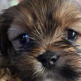 Lhasa Apsos from Pawjama Kennel