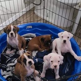 Boxer Puppies from Boxer Blessings Kennel