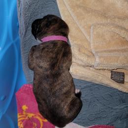 Boxer Puppies from BUTTERFLYS BOXERS