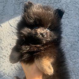 Darth Vader - Black male Pomeranian puppy in Loma Linda, California from Goulden_Pups