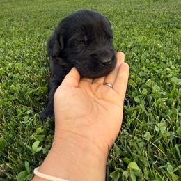 Purple - Black male Newfoundland puppy in Great Falls, Montana from True North Newfoundlands