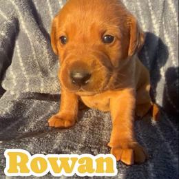 Rowan - Yellow male Labrador Retriever puppy in Lucasville, Ohio from Backwoods Labradors