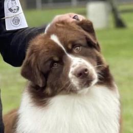 Blaze - Australian Shepherd