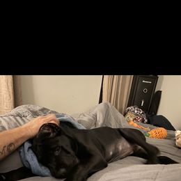 Cane Corso Puppies from Palazzo Cane Corso