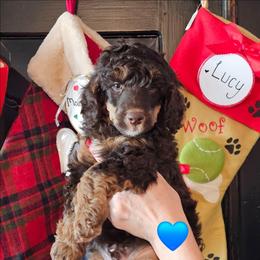 Mel - Phantom male Poodle puppy in Casa Grande, Arizona from Arizona's Once Upon A Boston and Poodle ❤️