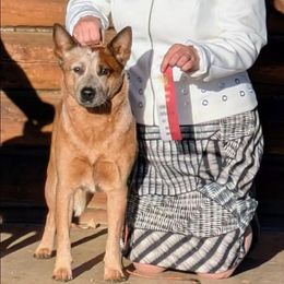 Dotty - Australian Cattle Dog