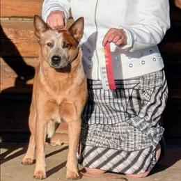 Dotty - Australian Cattle Dog