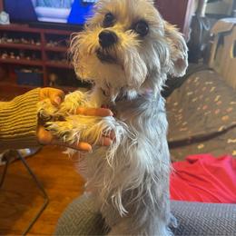 Arely - Miniature Schnauzer