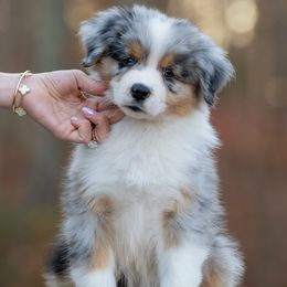 Boy 2 - Blue merle male Australian Shepherd puppy in Newtown, Connecticut from Stepping Stone Kennel