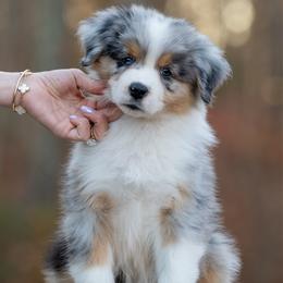 Boy 2 - Blue merle male Australian Shepherd puppy in Newtown, Connecticut from Stepping Stone Kennel