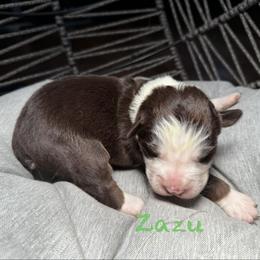 Zazu - Red tri-color male Australian Shepherd puppy in Blythewood, South Carolina from One Tribe Aussies