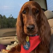 Irish Setters from Sasta Irish Setters