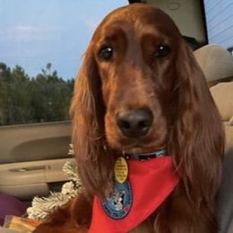 Irish Setters from Sasta Irish Setters