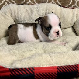 Boy 1 - Fawn and white Bulldog puppy in Fort Wayne, Indiana from Big Time Bulldogs