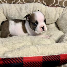 Boy 1 - Fawn and white Bulldog puppy in Fort Wayne, Indiana from Big Time Bulldogs