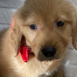 Golden Retriever Puppies from GB kennel