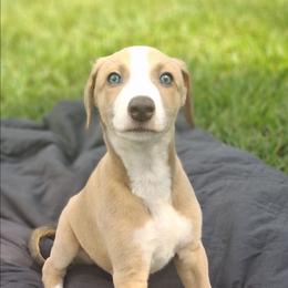 NOLAN - Fawn male Whippet puppy in Ocala, Florida from Sandstorm Whippets