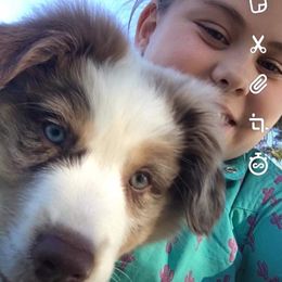 Australian Shepherd Puppies from Golden Triangle Aussies