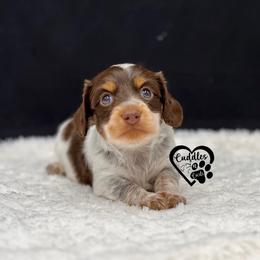 Moose - Chocolate and tan male Dachshund puppy in Nashville, Arkansas from Cuddles n Curls