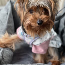 Henny - Yorkshire Terrier