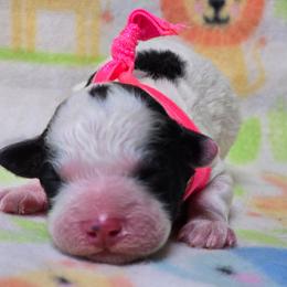 Dottie - Black and white female Bernedoodle puppy in Austin, Texas from Austin Doodles & Poodles