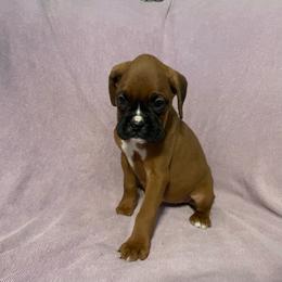 Carrie Underwood - Fawn female Boxer puppy in Willard, North Carolina from Boone’s Boxers of North Carolina