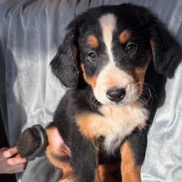 Caroline - Black rust and white female Bernese Mountain Dog puppy in Union Grove, North Carolina from Grove Farm