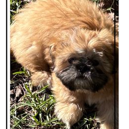Shih Tzu Puppies from Shih-tzu Dynasty