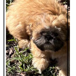 Shih Tzu Puppies from Shih-tzu Dynasty