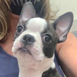 Boston Terriers from Ford's Traditional and Colored Boston Terriers