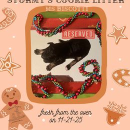 Biscotti - Sable female Poodle puppy in Ocean Springs, Mississippi from Forever Summer Standard Poodles