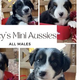 Miniature Australian Shepherds from Tracy’s Mini Aussies
