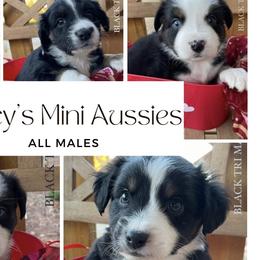 Miniature Australian Shepherds from Tracy’s Mini Aussies