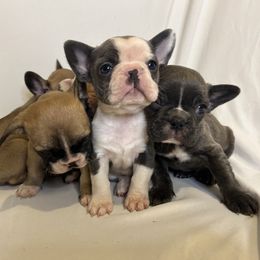 French Bulldog Puppies from For The Love of Frenchies